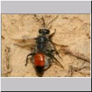 Astata boops - Wanzengrabwespe 17g 11mm beim Nesteintrag am Steilhang mit Wanze.jpg